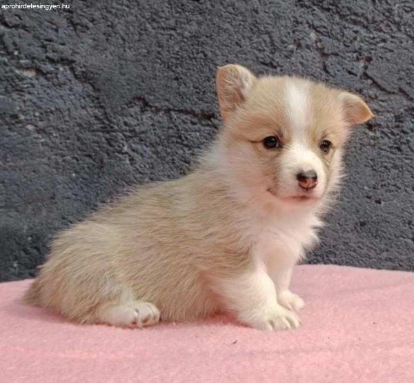 Pembroke walesi corgi kölykök