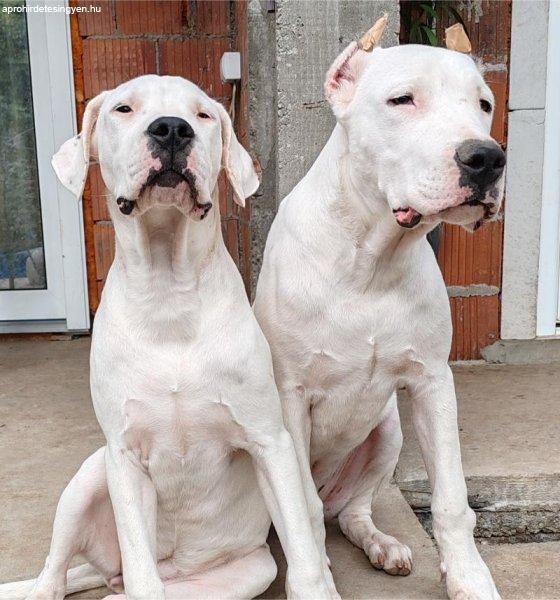 Dogo Argentino kölykök