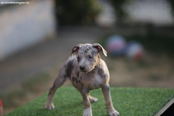 American Pitbull Terrier