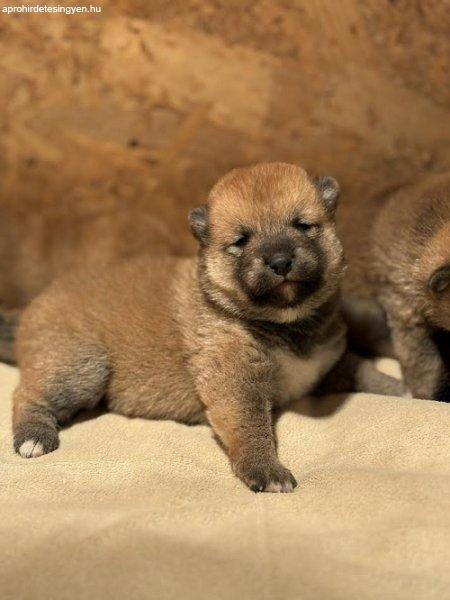 Catelusi Shiba Inu