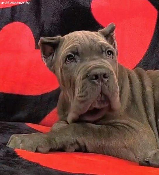 Cane Corso KIVÁLÓ MINŐSÉG