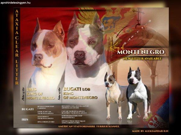 Amerikai Staffordshire Terrier – Gyönyörű Kölykök