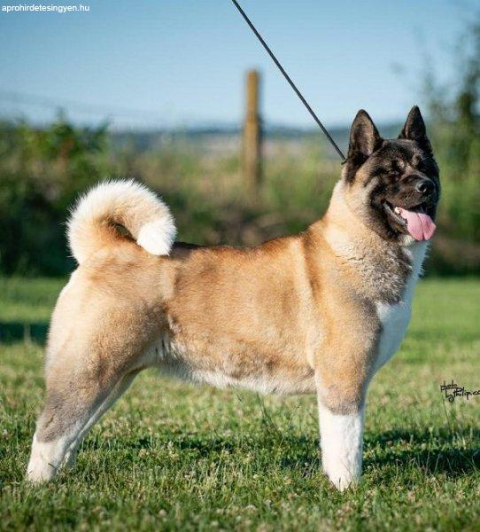 Amerikai akita