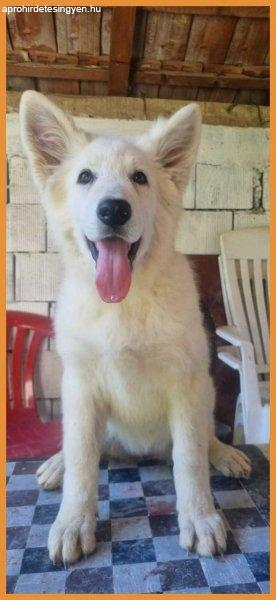 Swiss White Shepherd puppies