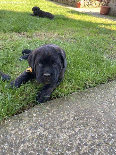 Cane corso,puppies