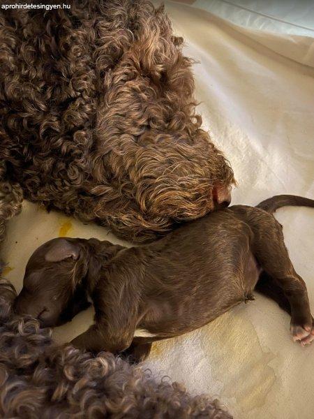 Lagotto Romagnolo kölyökkutyák