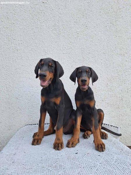 Doberman, top kutyák