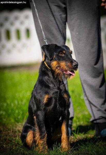 German hunting terrier