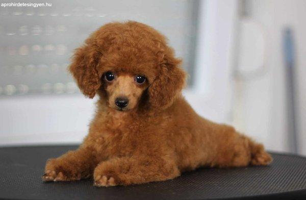 Toy Poodle kölyök eladó