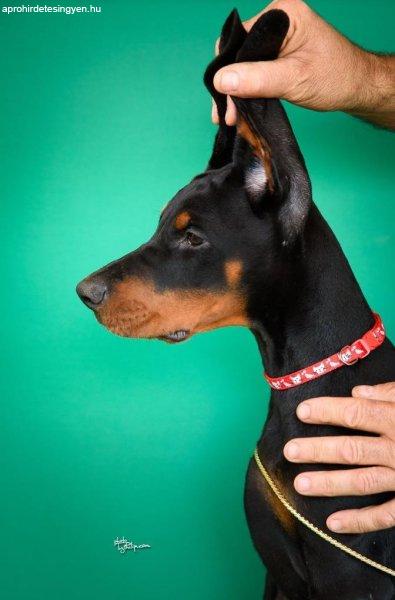 Doberman kölyökkutyák eladók