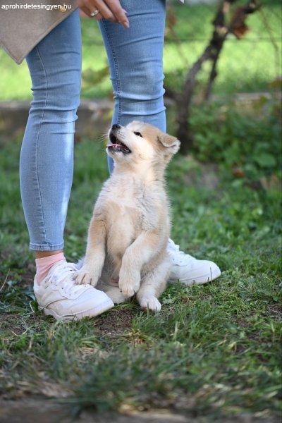 Japán Akita Inu kölyök