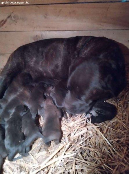 Cane Corso-Rottweiler keverék