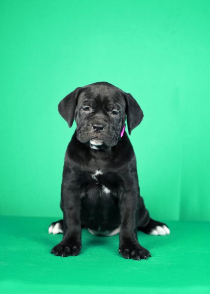 Cane Corso kölykök eladók