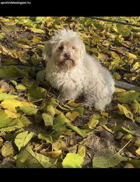 Bichon bolognese kan kutya