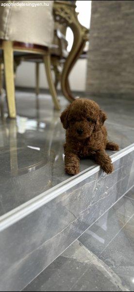 Toy és mini poodle kiskutyák