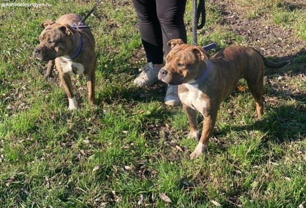 Amerikai staffordshire terrier szukák gazdát keresnek!