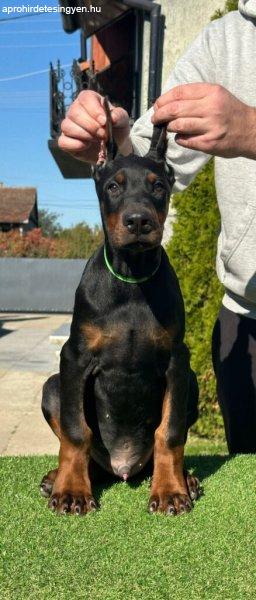 Doberman kölyök eladó