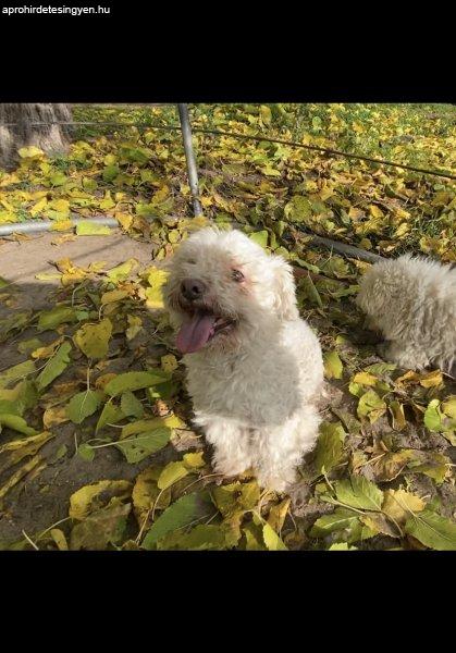 Bichon bolognese kan felnőtt kutya