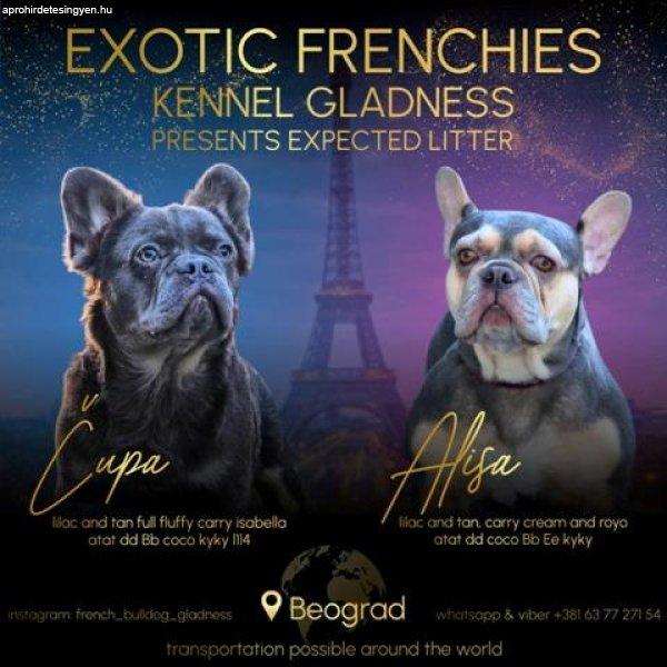 Egzotikus francia bulldog kölykök