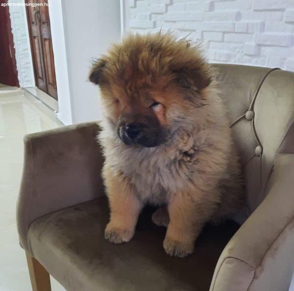 Chow Chow kölyökök