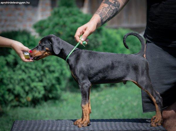 Doberman kiskuty