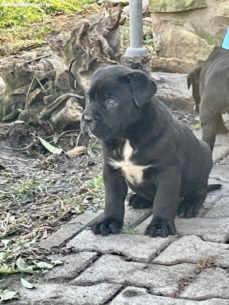 Törzskönyvezett cane corso kölykök eladók