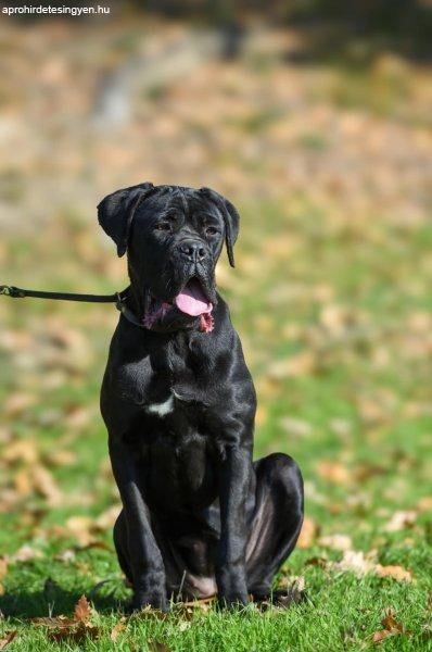 Eladó Cane Corso nőstény kölyök