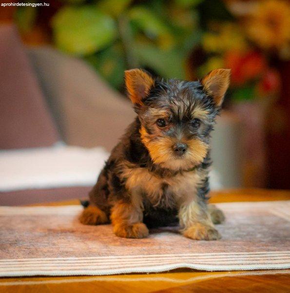 Yorkie-Yoksir terrier puppies