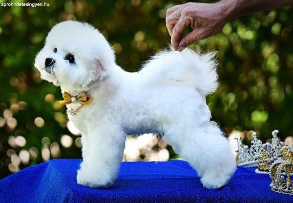 Bichon Frisé - kan kiskutya