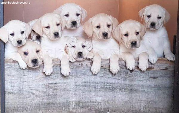 Top litter of Labradors