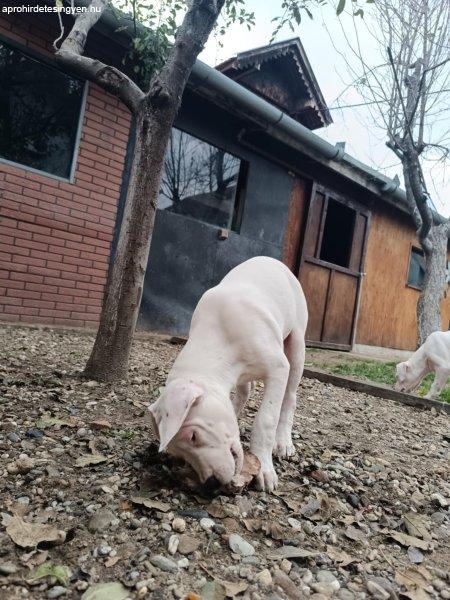 Dogo Argentino kölykök