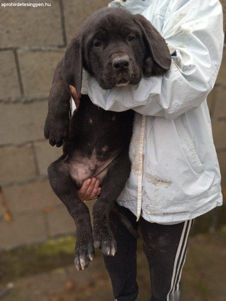 Bandog kölyökkutyák eladóak