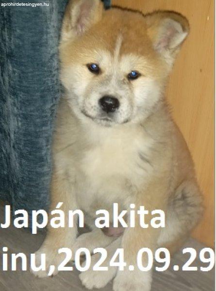 Japán Akita Inu Kölyök kutya Eladó