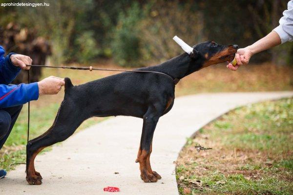 Doberman kölykök