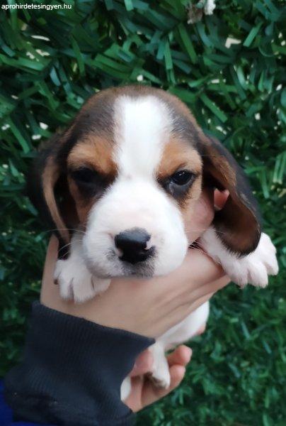 Beagle kölykök eladók