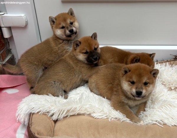 Shiba inu kiskutyák