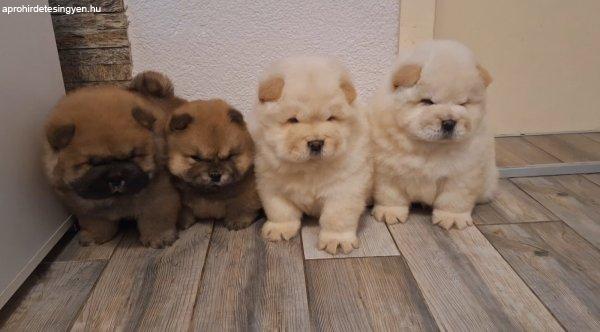 chow chow