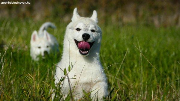 Beautiful Husky Puppies – Your Loyal Companions