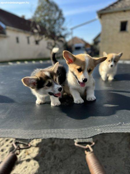 Welsh Corgi Pembroke kölyökök