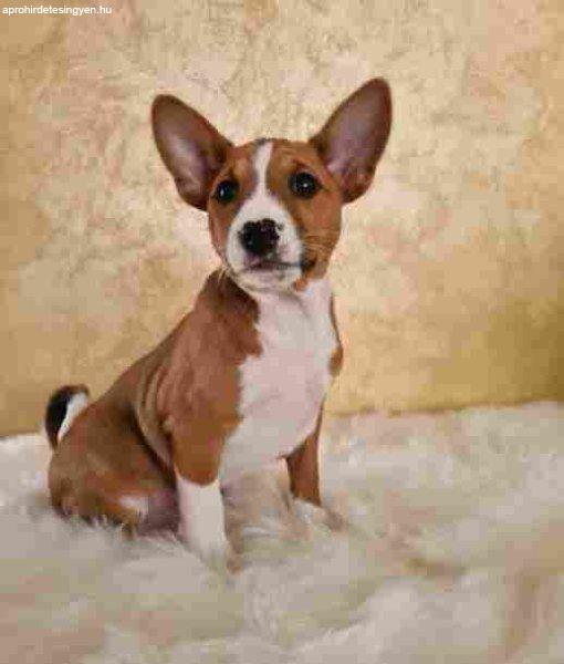 Basenji puppies cheap