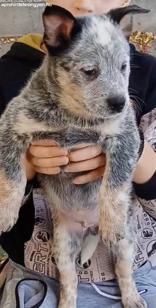 Ausztrál Pásztor (Australian Cattle Dog)