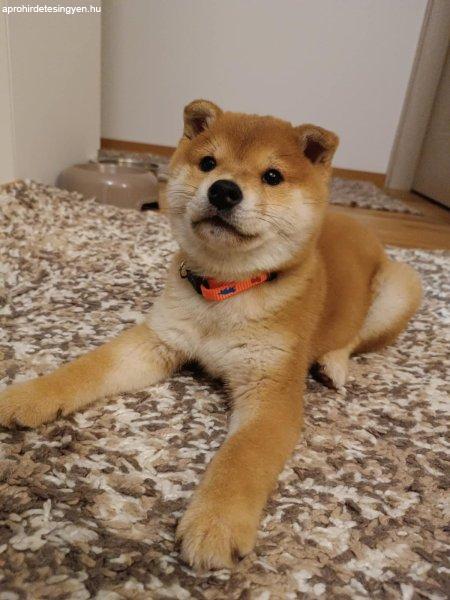 Shiba inu kölykök