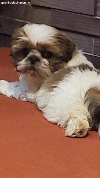 Shih tzu kiskutyák eladóak