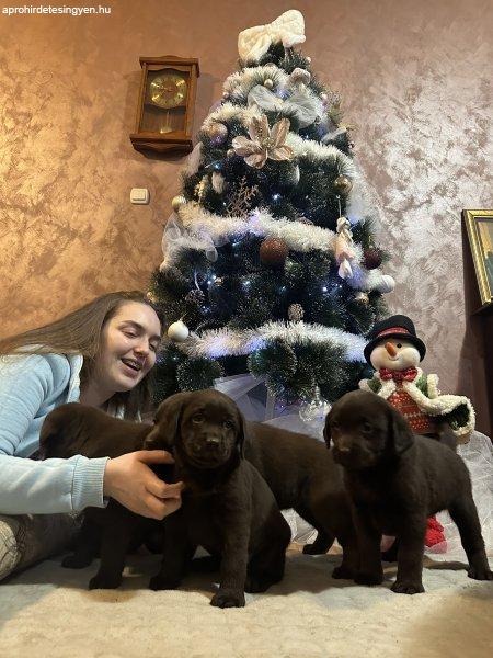 Chocolate and black Labrador Retriever puppies