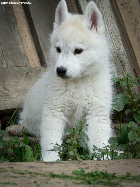 Male Siberian Husky Puppy for Sale