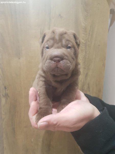 Eladó Shar Pei kölykök