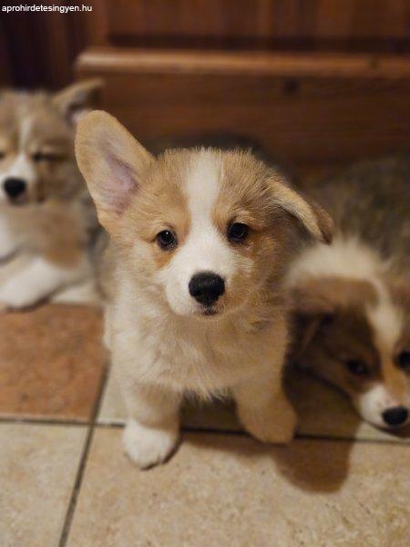 Corgi kiskutyák