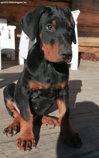 9 hetes fajtiszta Dobermann kanok