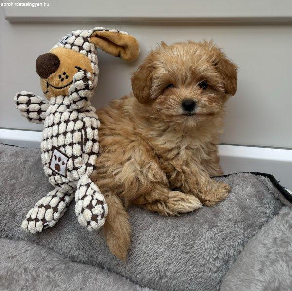 Gyönyörű Maltipoo pici méretű kisfiú Toy uszkár apát