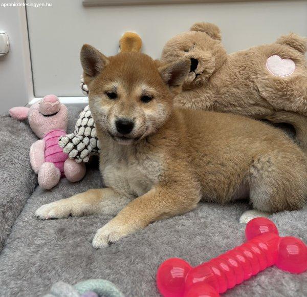 Shiba inu csodás kisfiú